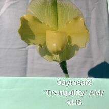 洋蘭　パフィオ　Paph Paphiopedilum Gaymaid ‘Tranquillity’ AM/RHS _画像1