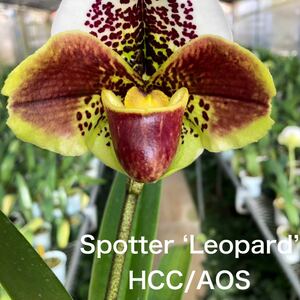 洋蘭　パフィオ　Paph Paphiopedilum Spotter ‘Leopard’ AM/AOS