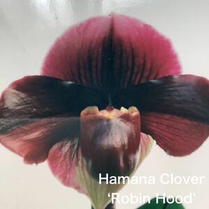 洋蘭　パフィオ　Paph Paphiopedilum Hamana Clover ‘Robin Hood’