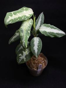 正規タグ付 コメットテール TB便　Aglaonema pictum DB1410コメットテール Sumatra barat【TB】アグラオネマ