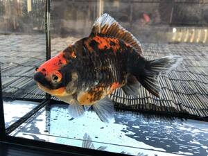 ⑦◆◆隼人錦◆2021年◆3歳魚◆約18cm◆雌◆◆