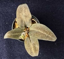 洋蘭 原種 地生蘭 野生蘭 テラリウム パルダリウム ジュエルオーキッド Cheirostylis thailandica 花付き株 自生地由来株_画像4