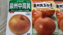 泉州 玉ねぎ タマネギ 種子 合計６袋セット 1980円分 郵便は送料無料_画像2