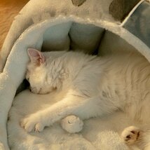 猫 犬 ベッド　ペットベッド ふわふわ　暖か もこもこ　キャット　ペット用品 ペットハウス　クッション マット柔らかい　秋冬 Sサイズ_画像7