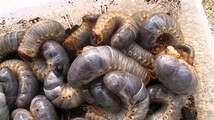 国産カブトムシの幼虫145匹 _画像1