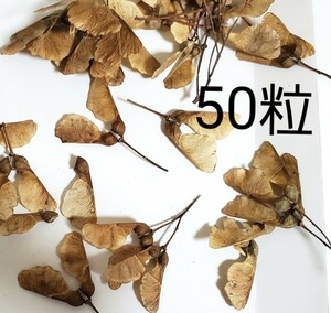 トウカエデ　種　50粒 　楓　紅葉　もみじ　盆栽　落葉樹　種子　苔玉　ガーデニング　実生用　2023 11月採取したて