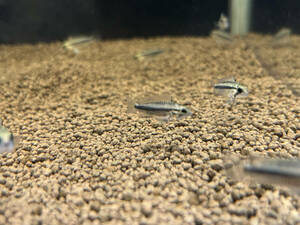 Apistogramma Agassizy Baby около 2см 10 животных * Особи не могут быть указаны