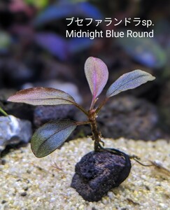 ブセファランドラsp.Midnight Blue Round（ミッドナイトブルーラウンド）完全水中葉　№3