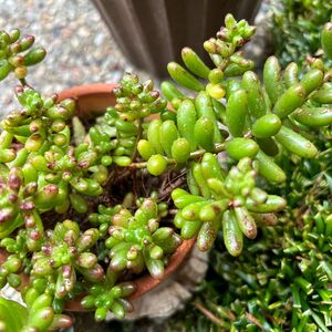 多肉植物　虹の玉　 カット苗