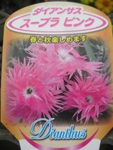 ナデシコ苗　『スープラ　ピンク』　10.5センチポット　耐寒性宿根草_画像1
