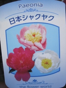 日本シャクヤク苗　　10.5cmポット　耐寒性多年草　花色おまかせ