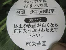 秋明菊 『ピンク八重』　10.5㎝ポット　シュウメイギク　ジャパニーズアネモネ_画像4
