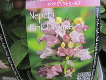 ネペタ苗　『ピンクドリームス』　１0.5cmポット　　耐寒性多年草_画像4
