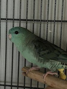 サザナミインコの卵　1個（食用）