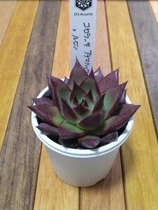 オーズプランツ苗　コロラータアテマハック×ルビン　札付き　希少苗　O’s PLANTS