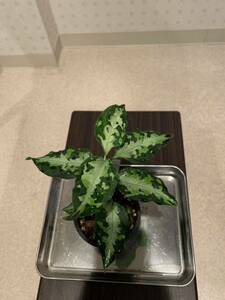 アグラオネマ　ニルヴァーシュ②　Aglaonema pictum type NIRVASH from Plau Nias 【AZ0611-3】verMES