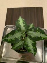 アグラオネマ　ニルヴァーシュ③　Aglaonema pictum type NIRVASH from Plau Nias 【AZ0611-3】verMES_画像1