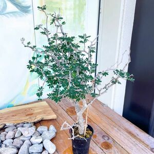 センナ メリディオナリスG　※鉢のまま発送 ！【多肉植物】【観葉植物】