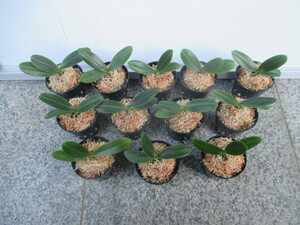 12鉢　かわいい斑紋の花　名護蘭　ナゴラン 実生苗　流木付けにもどうぞ　富貴蘭 長生蘭