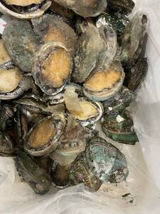  freezing abalone 1kg (1 piece approximately 60~100g)