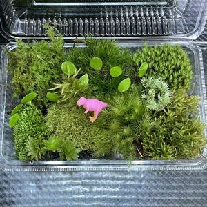 天然苔　こけ　植物詰め合わせ！オオシラガゴケ　ホソバオキナゴケ　マメヅタ等 pk