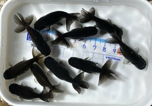 ◎黒らんちゅう・当歳魚・約4.5～5㎝・10匹◎1104