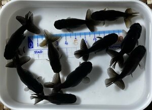 ◎黒らんちゅう・当歳魚・約4.5～5.5㎝・10匹◎1120