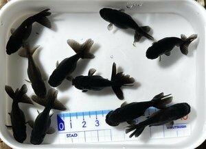 ▽黒らんちゅう・当歳魚・約4.5～5㎝・10匹▽ハネ