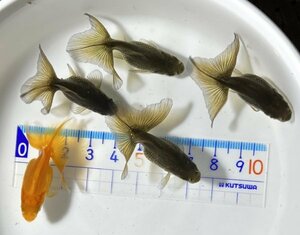 ☆土佐錦・当歳魚・約4.5cm・5匹☆1120