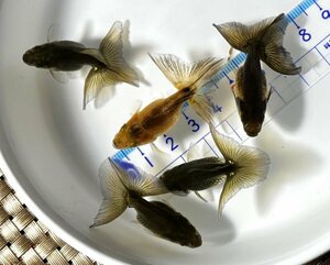 ☆土佐錦・当歳魚・約4.5cm・5匹☆1117