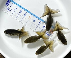 ☆土佐錦・当歳魚・約4.5cm・5匹☆1121・最終