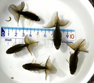 ☆土佐錦・当歳魚・約4.5cm・5匹☆1112