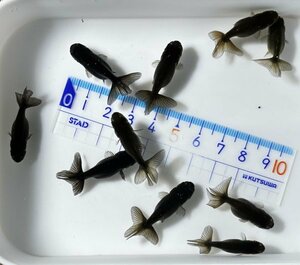 ◎黒らんちゅう・当歳魚◎約3cm◎10匹◎最終