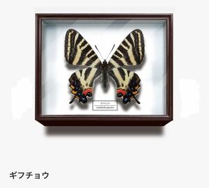 ★ガチャガチャ★美しい蝶とドイツ箱マグネットコレクション　ギフチョウ