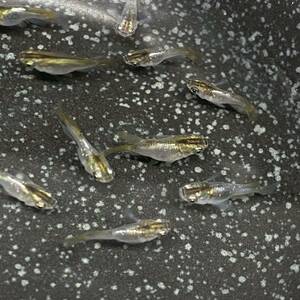 【現物出品】鳳凰ラメダルマ・半ダルマ10匹【成魚】検索用 ダルマ ダルマメダカ めだか