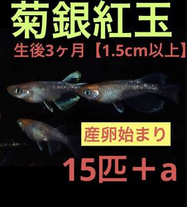 沖ちゃんメダカ　約1.5cm前後【送料無料】　稚魚　菊銀紅玉　ラメ　メダカ　極上　稚魚 15匹　極上　3ヶ月半　きくぎんこうぎょく　産卵中