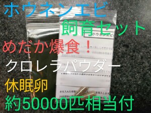 送料無料!　めだか爆食！高栄養価　ホウネンエビ　取説付　休眠乾燥卵約50000匹相当　クロレラパウダー付　めだか　グッピー金魚熱帯魚餌　