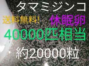 送料無料!　タマミジンコ　休眠卵　40000匹相当（約20000個）常温保存　取説付　めだか　グッピー　金魚　熱帯魚　餌　乾燥卵