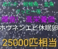 送料無料!　めだか爆食！高栄養価　ホウネンエビ　休眠卵　約25000個　取説付　金魚　鯉稚魚　熱帯魚 グッピー餌