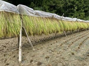 稲藁 稲わら 藁 ワラ わら 敷き藁 20束セット 令和5年 2023年産 コシヒカリ 茨城県産 菜園　園芸　ペット　趣味　藁細工