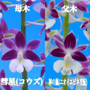 ☆寿峰苑☆「コウズ彗星×神の嵐」交配未開花開花予想苗///えびね エビネ らん エビネラン カランセ 野生蘭 Cal.