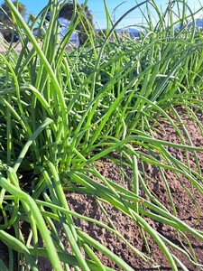 淡路島産　玉ねぎ苗　200本　早生　訳あり