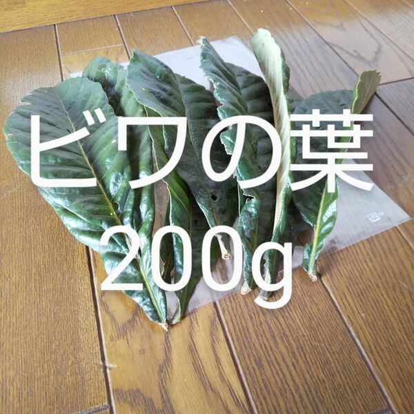 びわの葉　約200g 農薬不使用