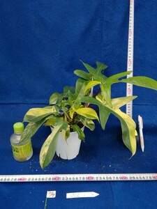 NO.1107　斑入り　古典　フィロデンドロン　フロリダビューティー　Phirodendron 　観葉植物　