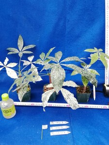 NO.1115　斑入り　古典　斑入パキラ　ミルキーウェイ　３ヶセット　観葉植物