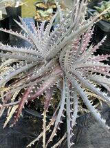 Dyckia Silver Dragon ディッキア　シルバードラゴン　大株2頭_画像4