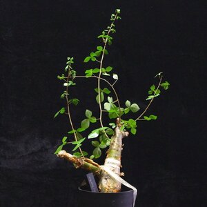 1円スタート ショップネームタグ付き 発根済み 洋盆栽 灌木 コミフォラ クア Commiphora kua 高さ55cm 希少 出葉済み