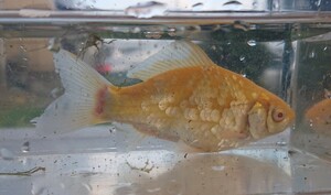 【C-3】 アルビノ金魚 1匹 約11㌢