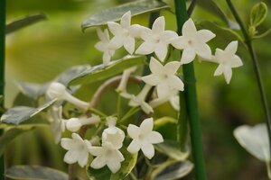 ★TO★意外と売っていないマダガスカルジャスミン斑入り　Stephanotis floribunda 'Variegata'　3号挿し木苗　現品　60サイズ