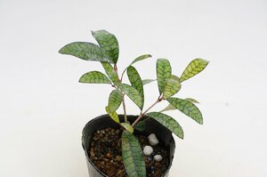 ★TO★モーリシャスの珍種　Myonima obovata（＝Ixora borboniae?)　イクソラ　サンタンカの仲間　3号ポット苗　現品　60サイズ